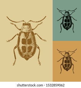 Bean beetle vector. Vintage illustration drawing. Applied in colored backgrounds.