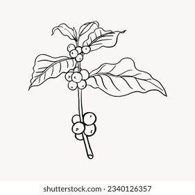 bean coffee picker of sketch for packaging, poster, banner, sticker, promotion, art print. coffee farm of drawing ink vintage. coffee bean arabica robusta