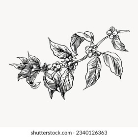 bean coffee picker of sketch for packaging, poster, banner, sticker, promotion, art print. coffee farm of drawing ink vintage. coffee bean arabica robusta