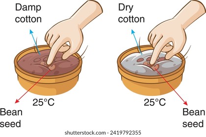 bean experiment, biology, visual, germination, reproduction in plants, damp cotton, dry cotton, bean seed