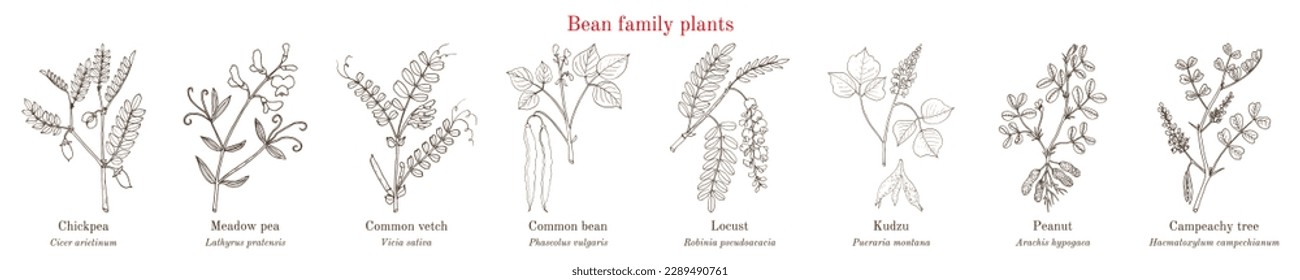 Bean family plants. (Fabaceae, Leguminosae or Papilionaceae). Hand drawn botanical vector illustration.