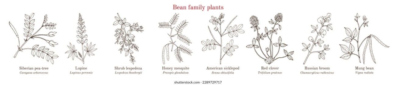 Bean family plants. (Fabaceae, Leguminosae or Papilionaceae). Hand drawn botanical vector illustration.