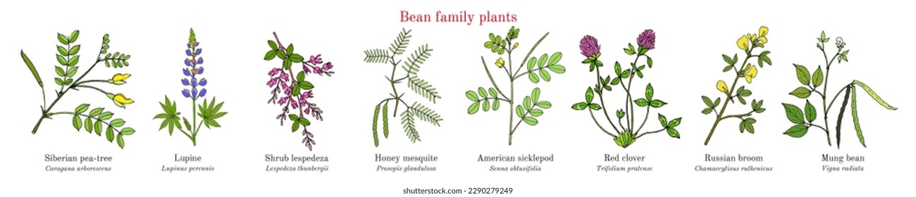 Bean family plants. (Fabaceae, Leguminosae or Papilionaceae). Hand drawn botanical vector illustration.