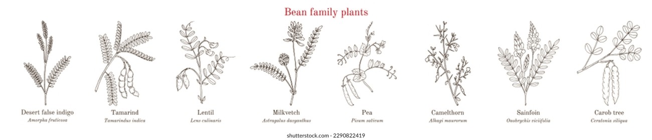 Bean family plants. (Fabaceae, Leguminosae or Papilionaceae). Hand drawn botanical vector illustration.