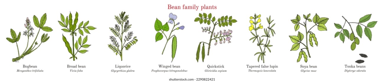 Bean family plants. (Fabaceae, Leguminosae or Papilionaceae). Hand drawn botanical vector illustration.
