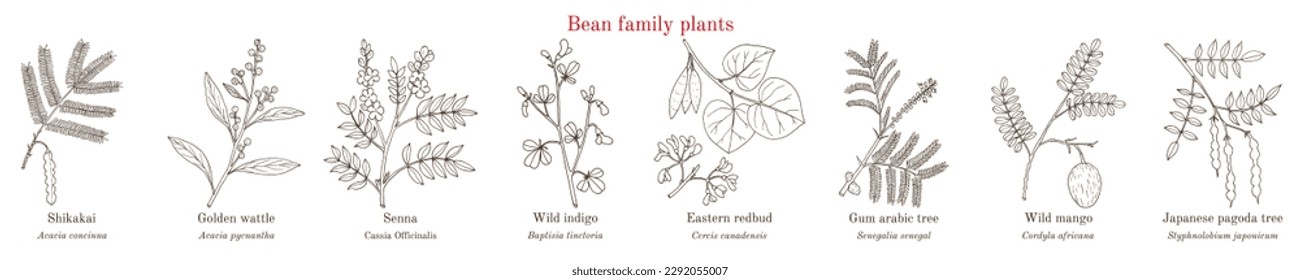 Bean family plants. (Fabaceae, Leguminosae or Papilionaceae). Hand drawn botanical vector illustration.