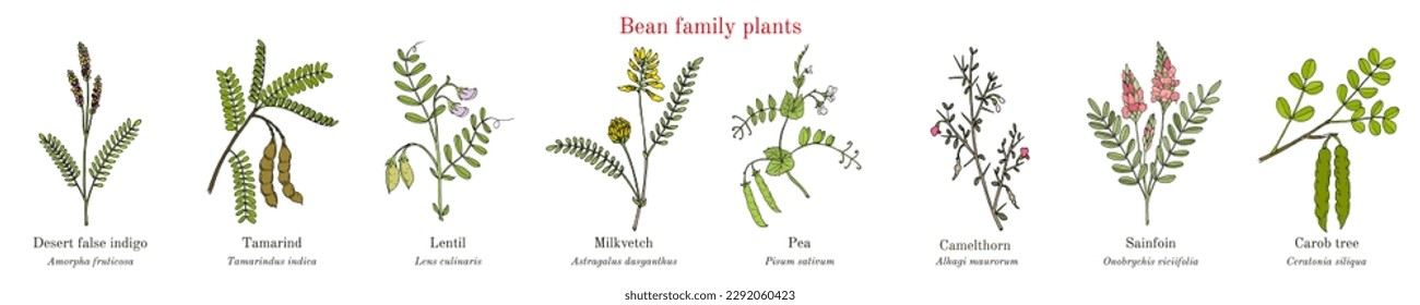 Bean family plants. (Fabaceae, Leguminosae or Papilionaceae). Hand drawn botanical vector illustration.