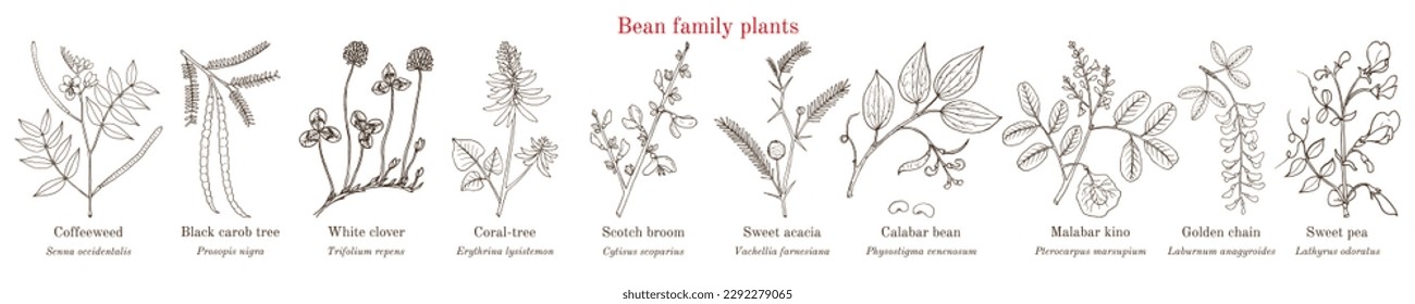 Bean family plants. (Fabaceae, Leguminosae or Papilionaceae). Hand drawn botanical vector illustration.