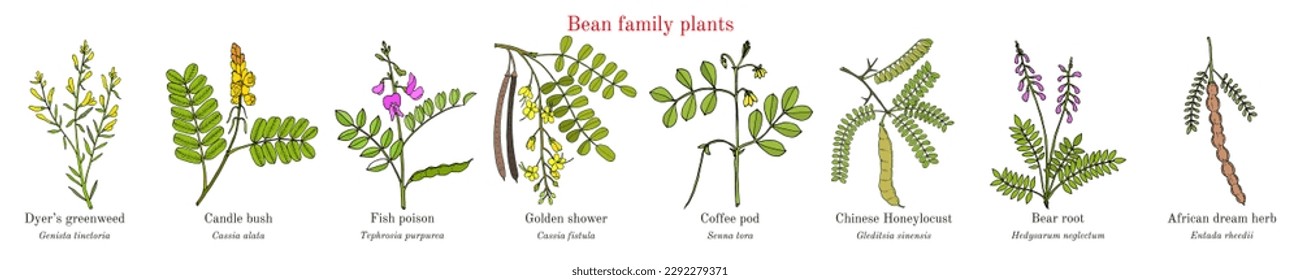 Bean family plants. (Fabaceae, Leguminosae or Papilionaceae). Hand drawn botanical vector illustration.