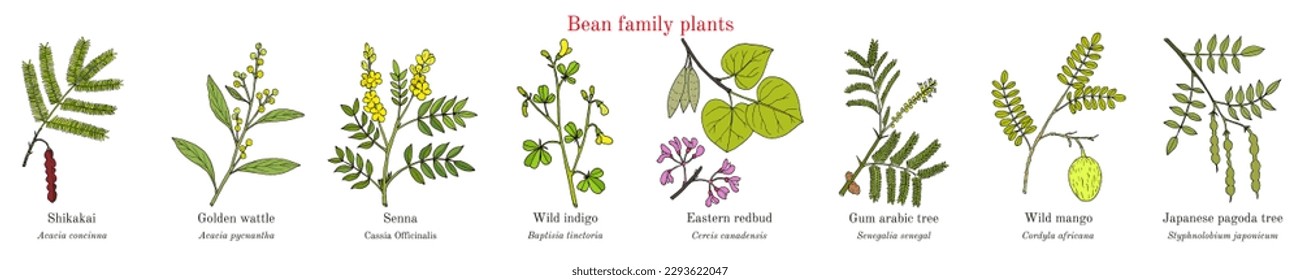 Bean family plants. (Fabaceae, Leguminosae or Papilionaceae). Hand drawn botanical vector illustration.