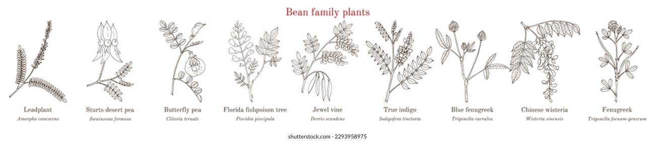 Plantas familiares de Bean. (Fabaceae, Leguminosae o Papilionaceae). Ilustración del vector botánico dibujada a mano.