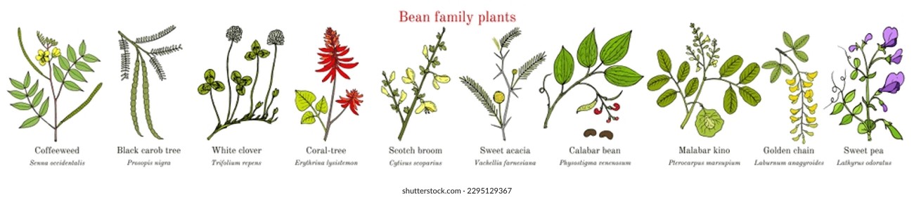 Bean family plants. (Fabaceae, Leguminosae or Papilionaceae). Hand drawn botanical vector illustration.