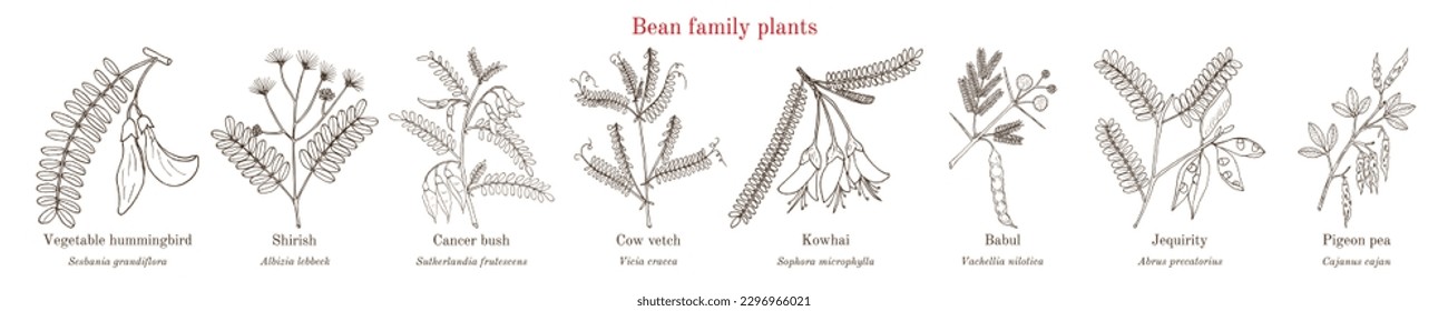 Bean family plants. (Fabaceae, Leguminosae or Papilionaceae). Hand drawn botanical vector illustration.