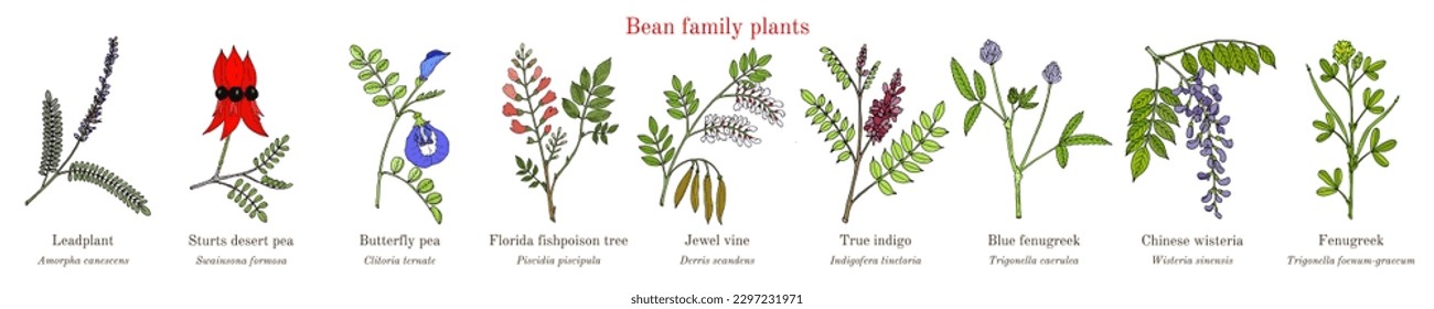 Bean family plants. (Fabaceae, Leguminosae or Papilionaceae). Hand drawn botanical vector illustration.