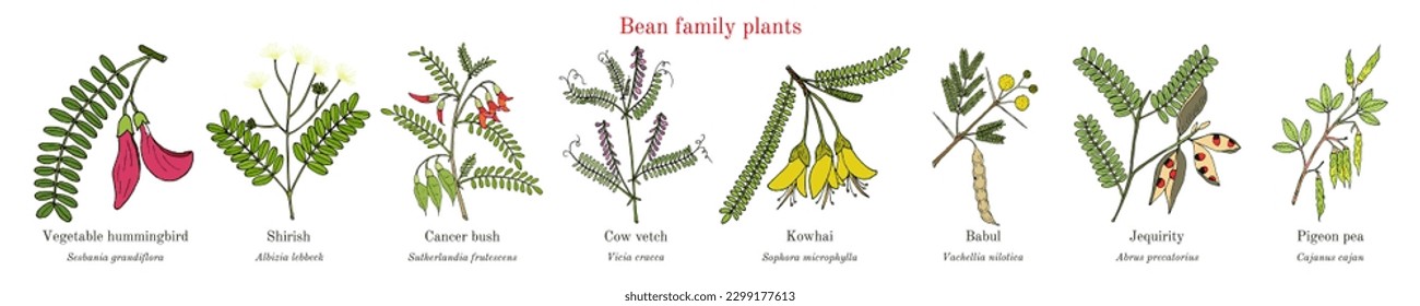 Bean family plants. (Fabaceae, Leguminosae or Papilionaceae). Hand drawn botanical vector illustration.