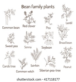 Bean family plants. (Fabaceae, Leguminosae or Papilionaceae).  Hand drawn botanical vector illustration. Pea, peanut, soya, broad bean