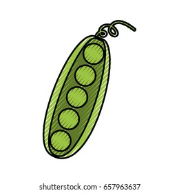 bean fresh vegetable isolated icon