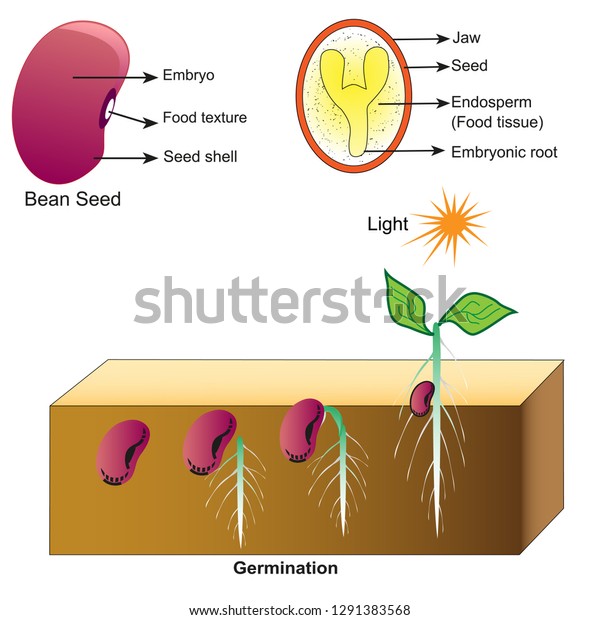 Bean Germination Bean Test Stock Vector (Royalty Free) 1291383568 ...