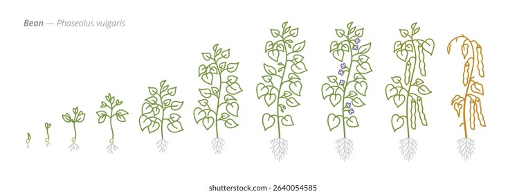 Bean Growth Stages Vector Illustration - Phaseolus vulgaris Development Cycle