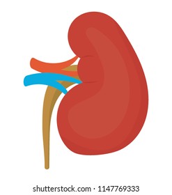 
A bean like shaped human organ with some veins denoting kidney 
