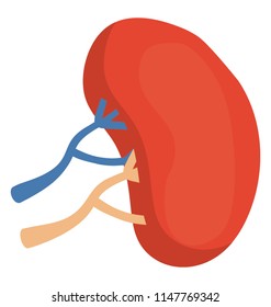 
A bean like shaped human organ with some veins denoting kidney 
