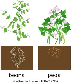 Bean and pea plants with root system, green leaves and pods isolated on white background