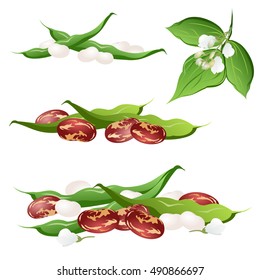 Bean  (Phaseolus vulgaris, common bean). Set of hand drawn vector illustrations of bean pods and flowers on white background. 