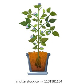 Bean plant flowers icon. Cartoon of bean plant flowers vector icon for web design isolated on white background