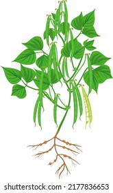 Bean plant with green fruits, leaves and root system isolated on white background