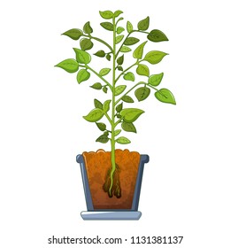 Bean plant icon. Cartoon of bean plant vector icon for web design isolated on white background