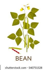 Bean plant with leaves, pods and flowers. Vector illustration.