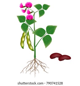 A bean plant on a white background.