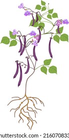 Bean plant with purple fruits, flowers, green leaves and root system isolated on white background