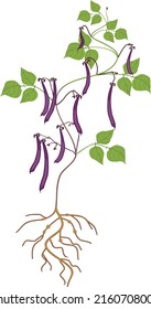Bean plant with purple fruits, green leaves and root system isolated on white background