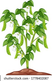 Bean plant in soil with fruits and flowers