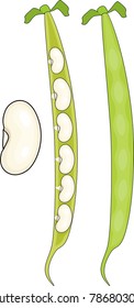 Bean pod isolated on white background