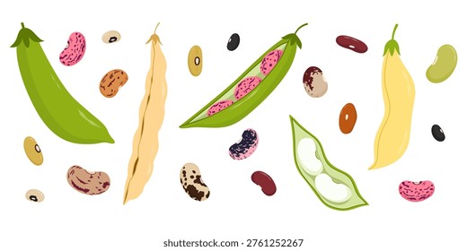 Bean and pod set. Multicolored legumes elements on white background. Healthy and fresh food. Flat vector illustration.