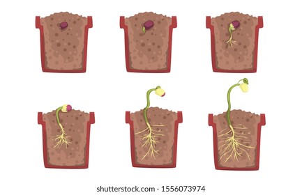 Bean seed germination stages with a pot. Vector illustration.