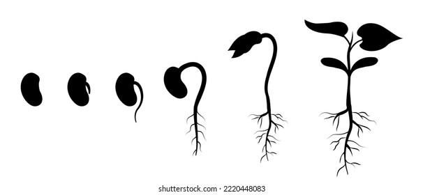 Bean seed germination step by step. Appearance of roots in plant. Silhouette of sprout development