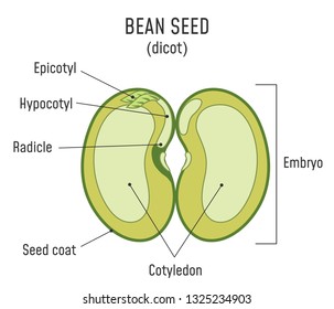 Bean Seed Structure. Anatomy of grain. Dicot seed diagram.