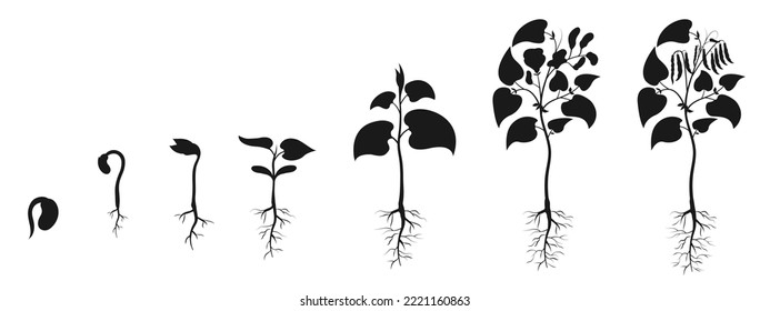 Bean seedling growth. Bean seed germination silhouette. Plant development infographic