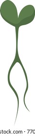Bean Seedling with Roots