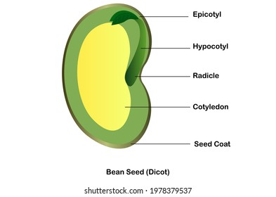 A Bean Seen, Dicotyledon Type Of Plant Seed