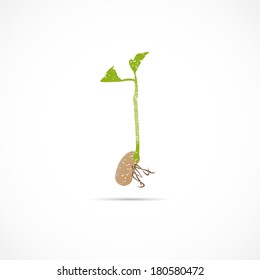 Bean Sprout Seedling Illustration