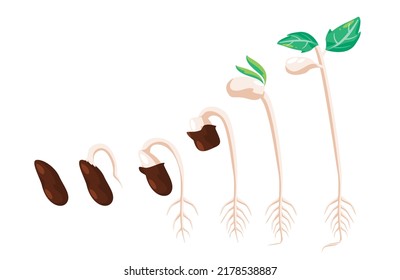 1,380 Bean seed germination Stock Illustrations, Images & Vectors ...