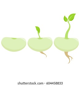 Bean sprouts growing. Vector illustration