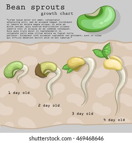 Bean sprouts growth chart.