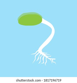 Bohnensprossen, Vektorgrafik, Keimen von Bohnen