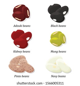 Bean types set. Adzuki, Black, Kidney, Mung, Pinto and Navy bean. Vector.