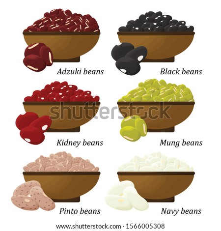 Bean types set. Adzuki, Black, Kidney, Mung, Pinto and Navy bean. Vector.
